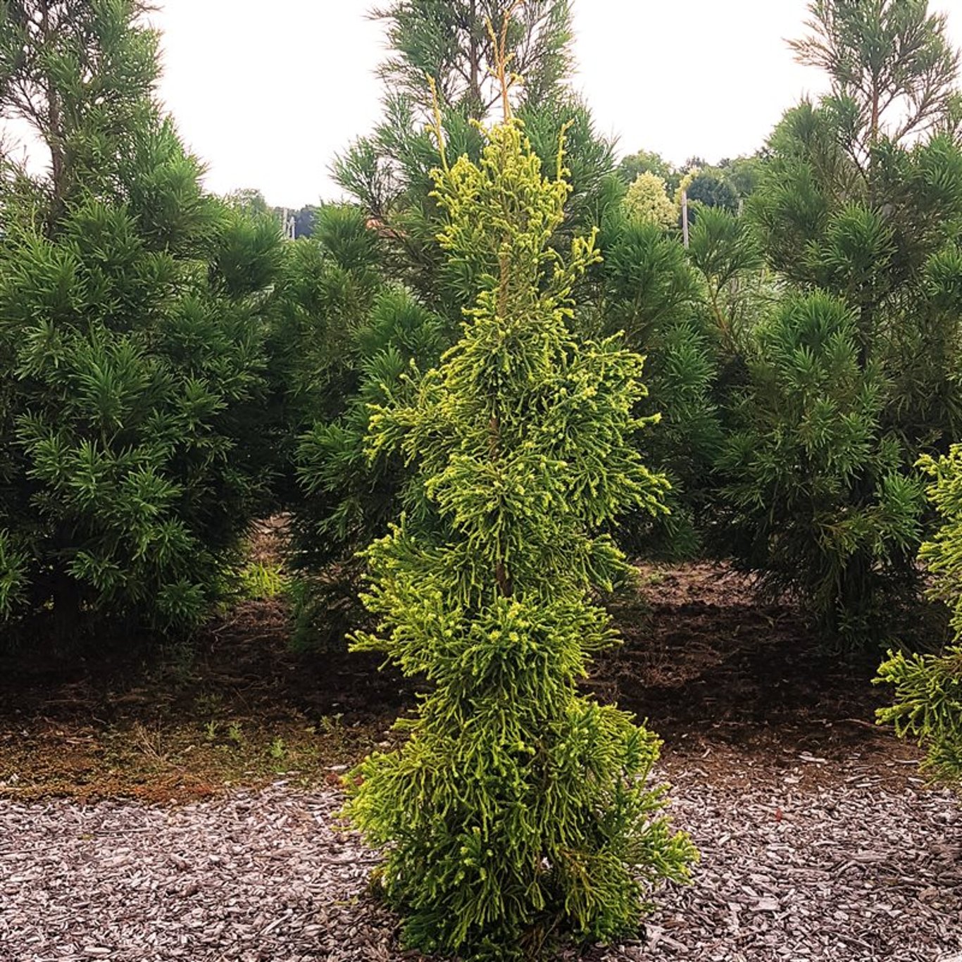 Cryptomeria j. 'Kyara Gold' - C5 60-80 CM